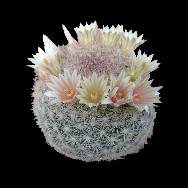 Mammillaria candida 'The Snowball Cactus'