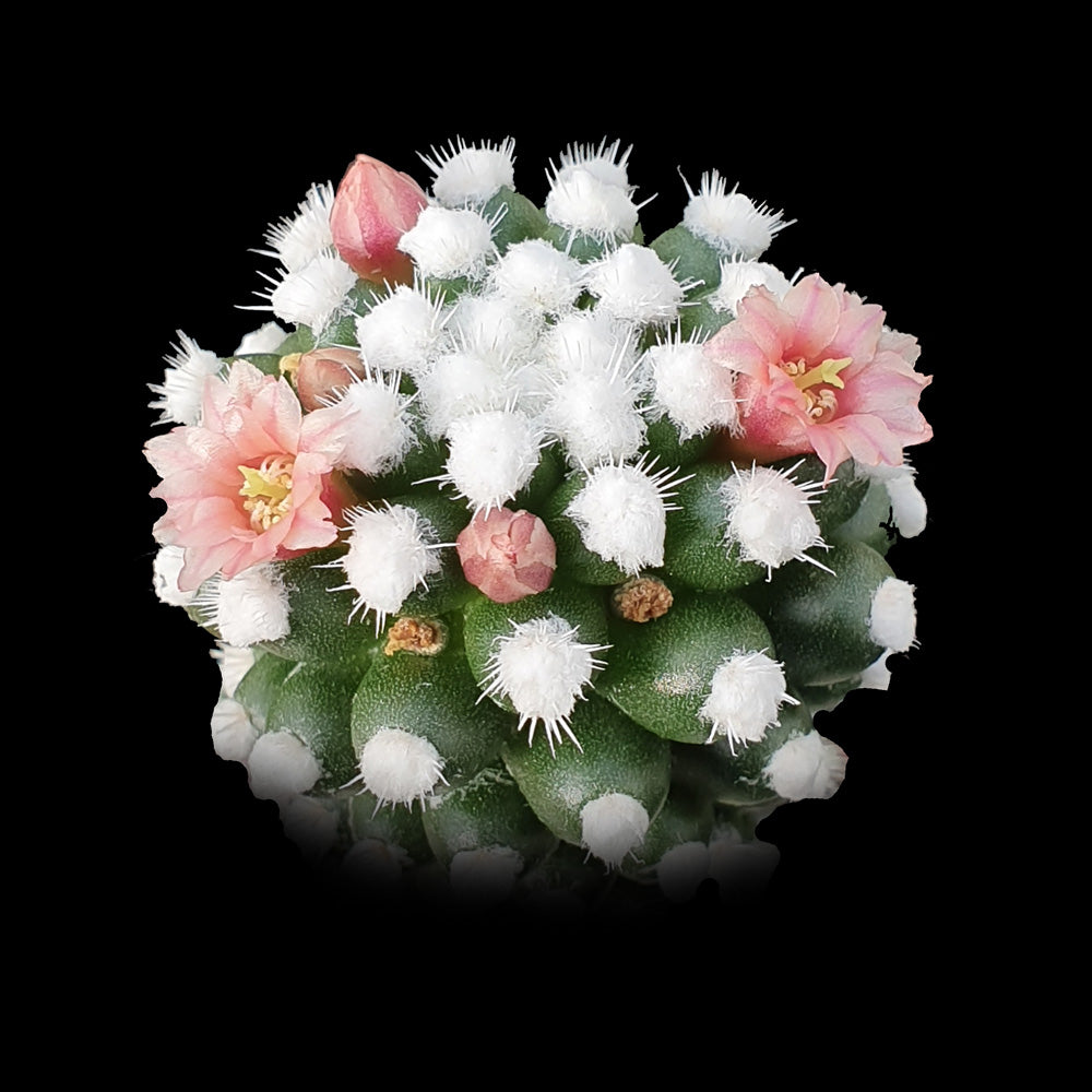 Mammillaria vetula cv 'Oruga'