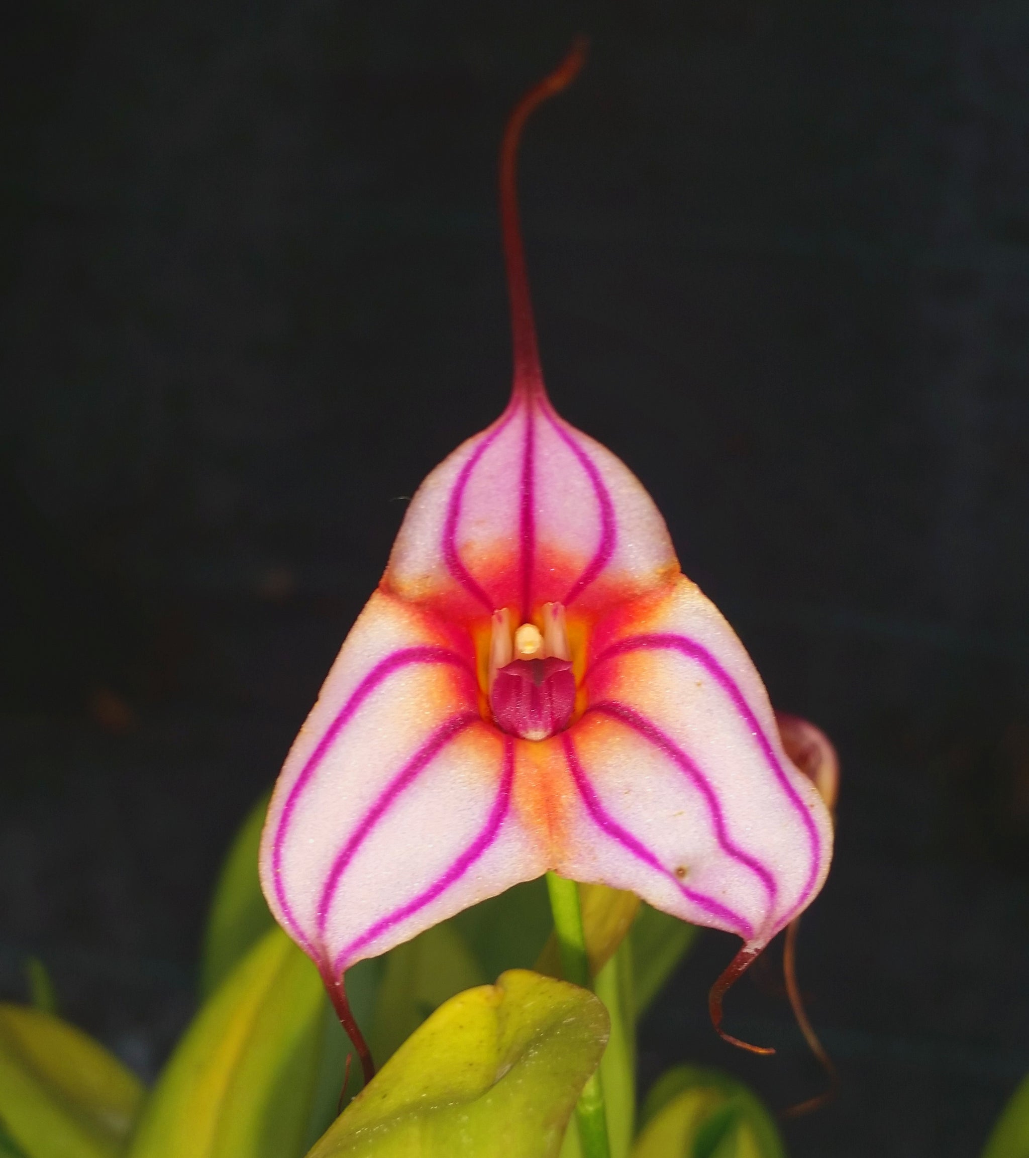 Masdevallia Pinchincha 'Eruption'