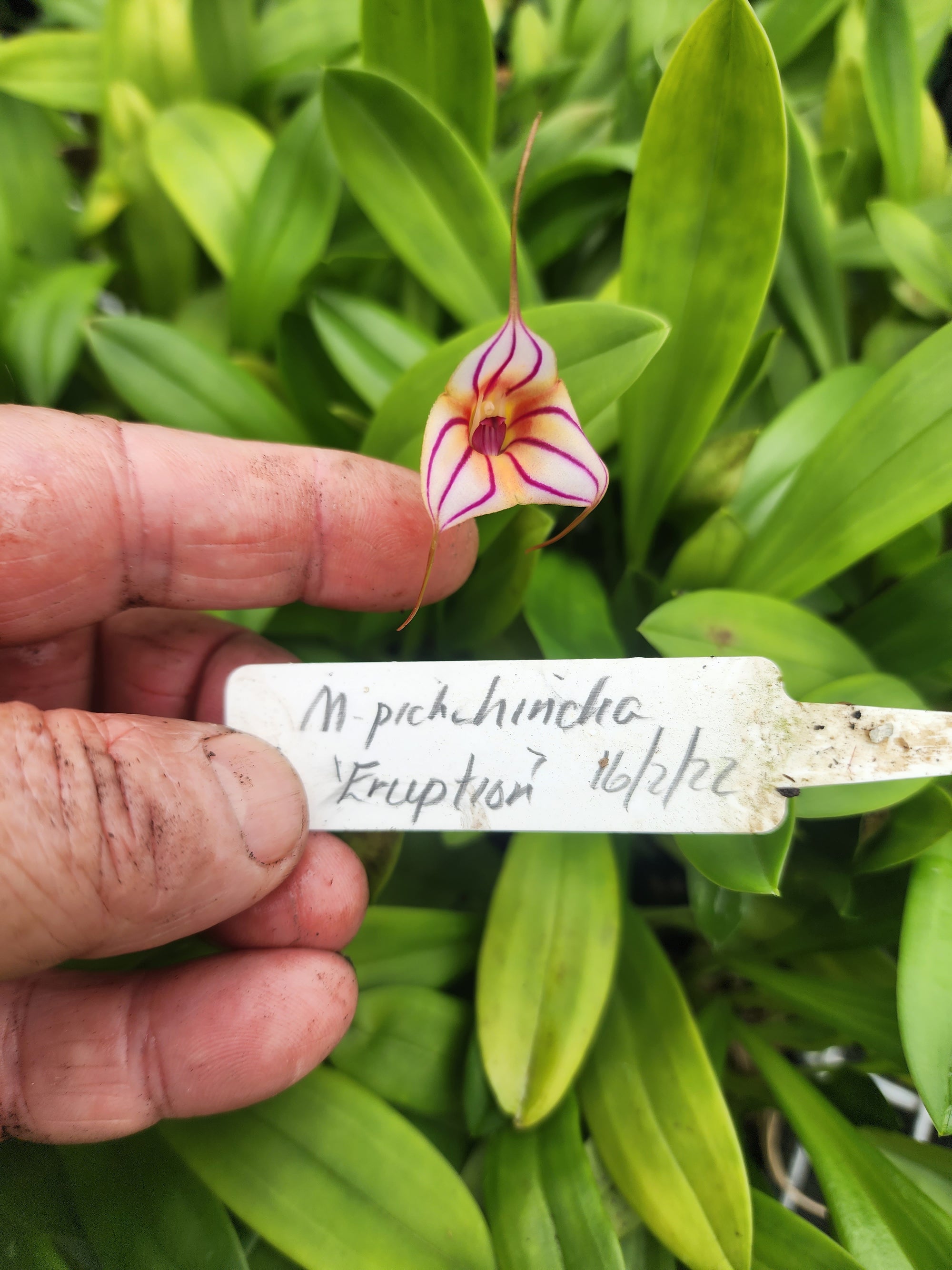 Masdevallia Pinchincha 'Eruption'