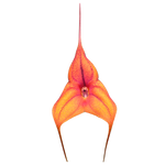 Masdevallia Cusco Gold 'Karen'