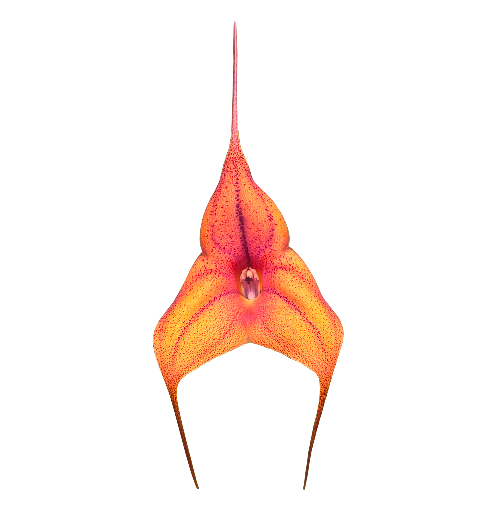 Masdevallia Cusco Gold 'Karen'