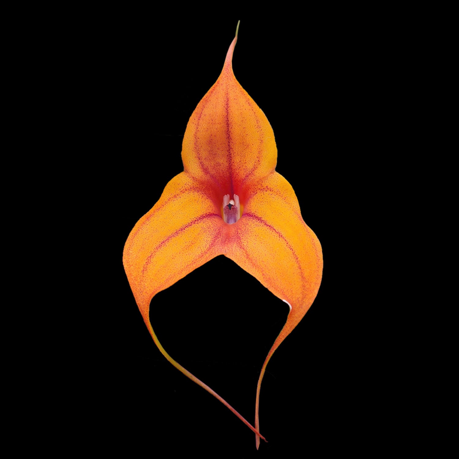 Masdevallia  Cusco Gold 'Beenak'