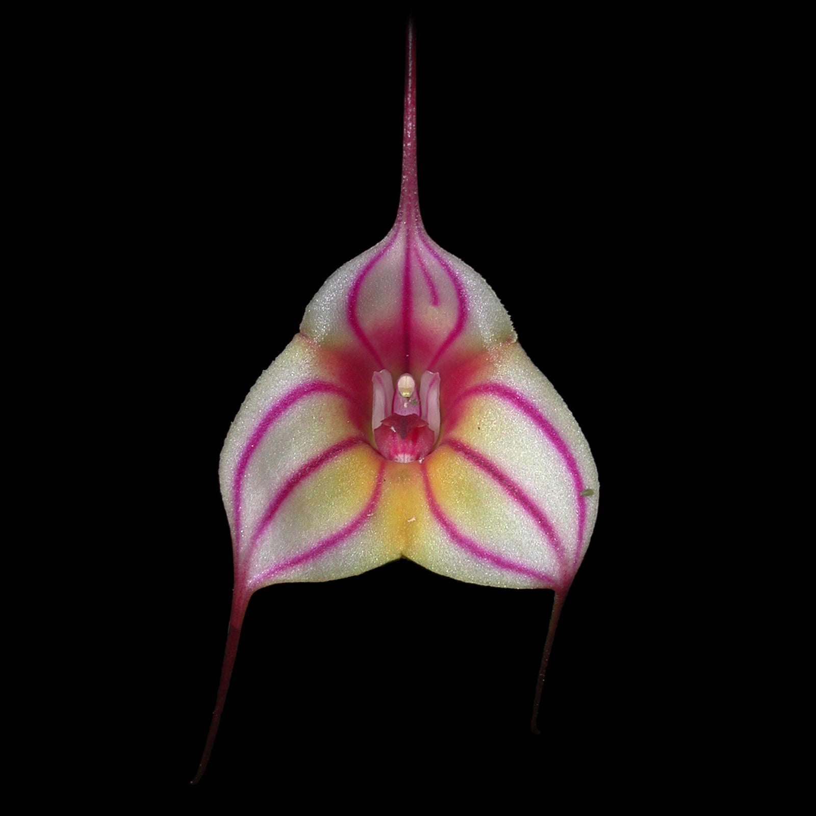 Masdevallia Pinchincha 'Eruption'