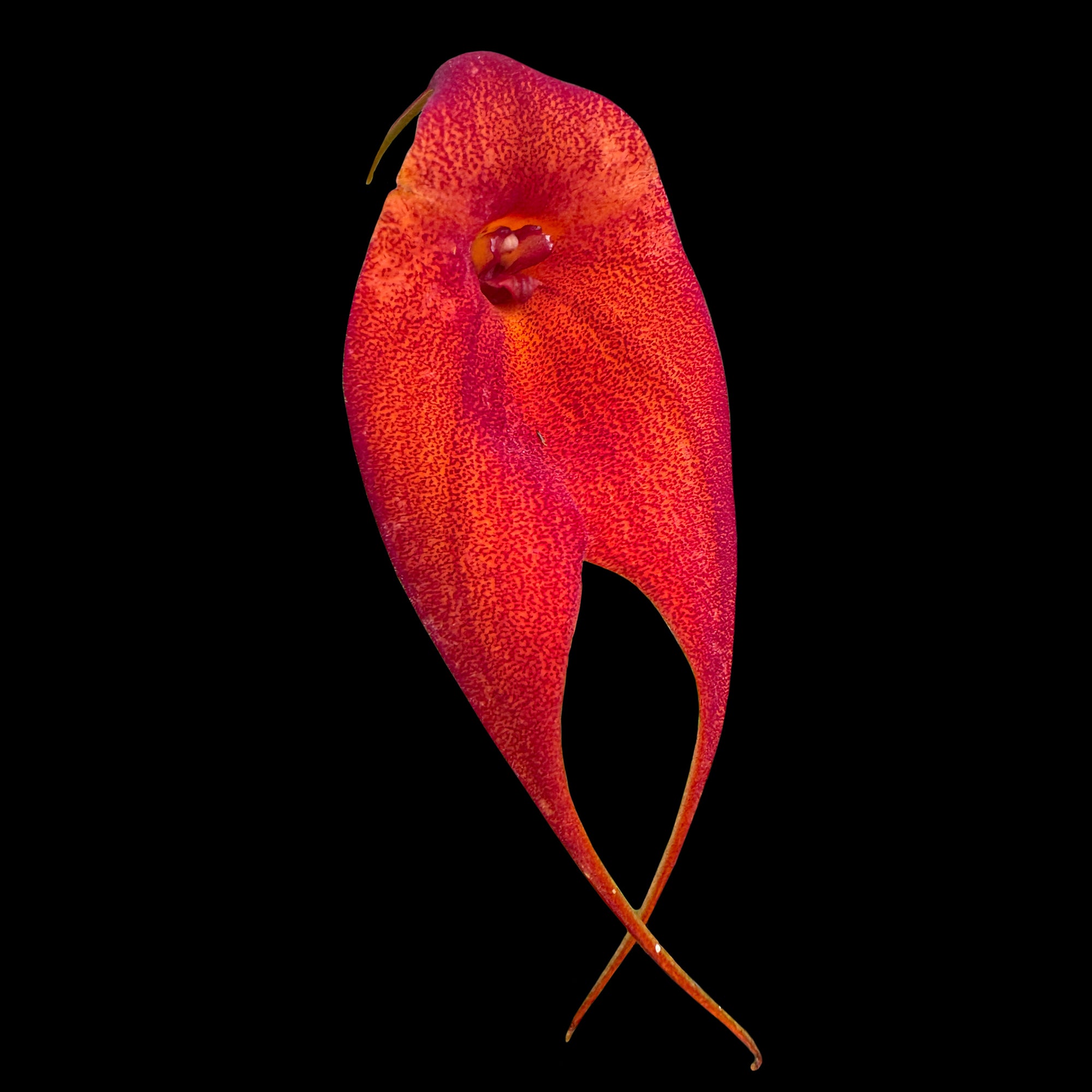 Masdevallia 'Red Baron'