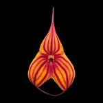 Masdevallia Veitchs Candy Cane