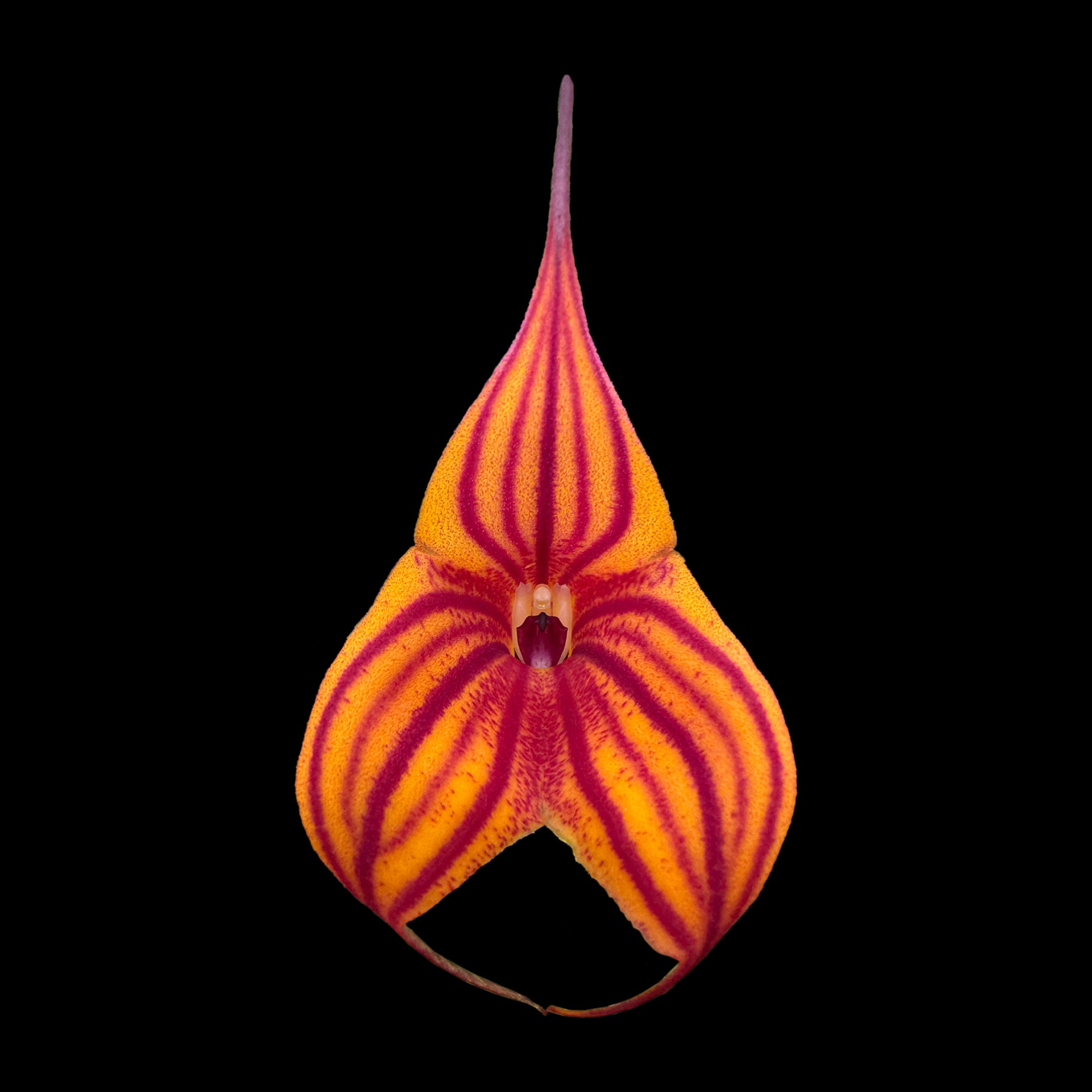 Masdevallia Veitchs Candy Cane