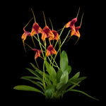 Masdevallia Winterblush Station