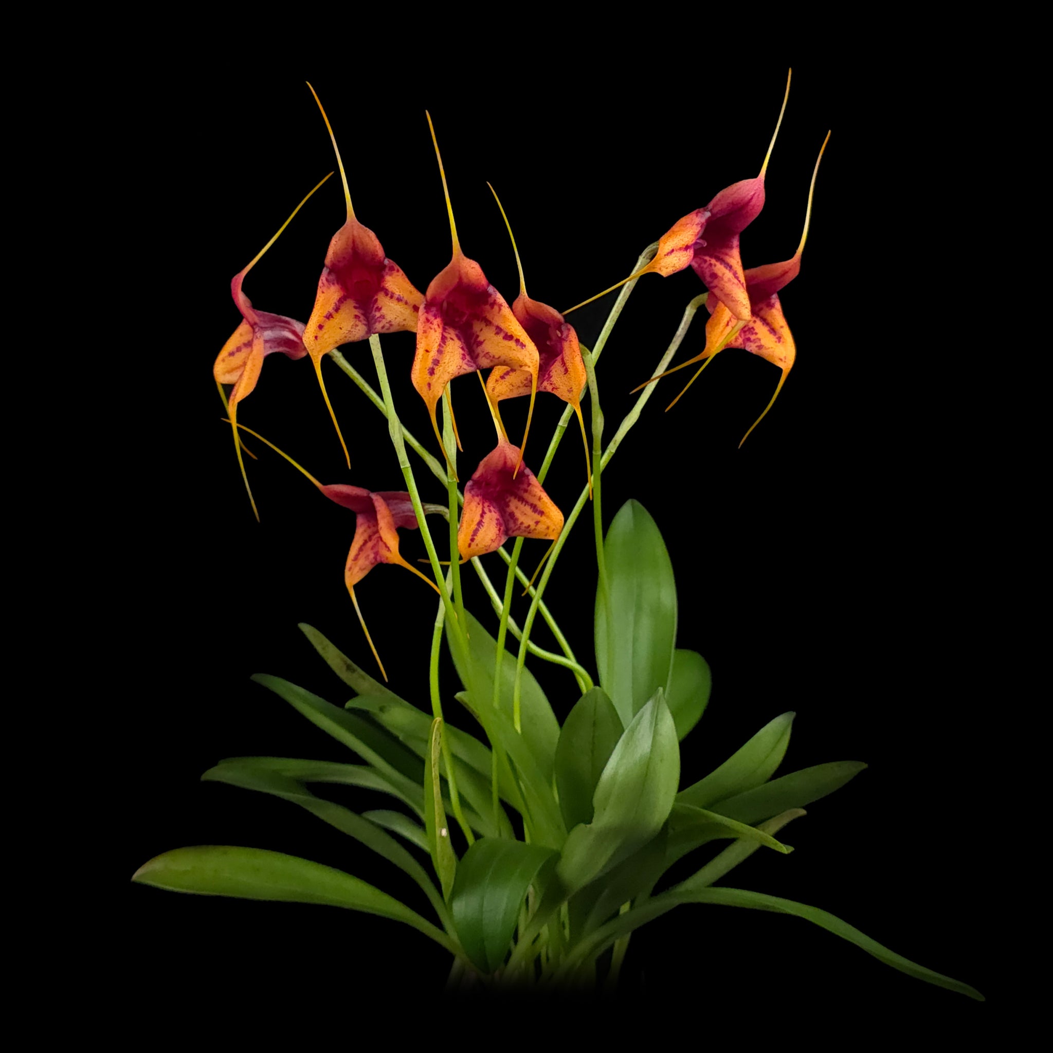 Masdevallia Winterblush Station