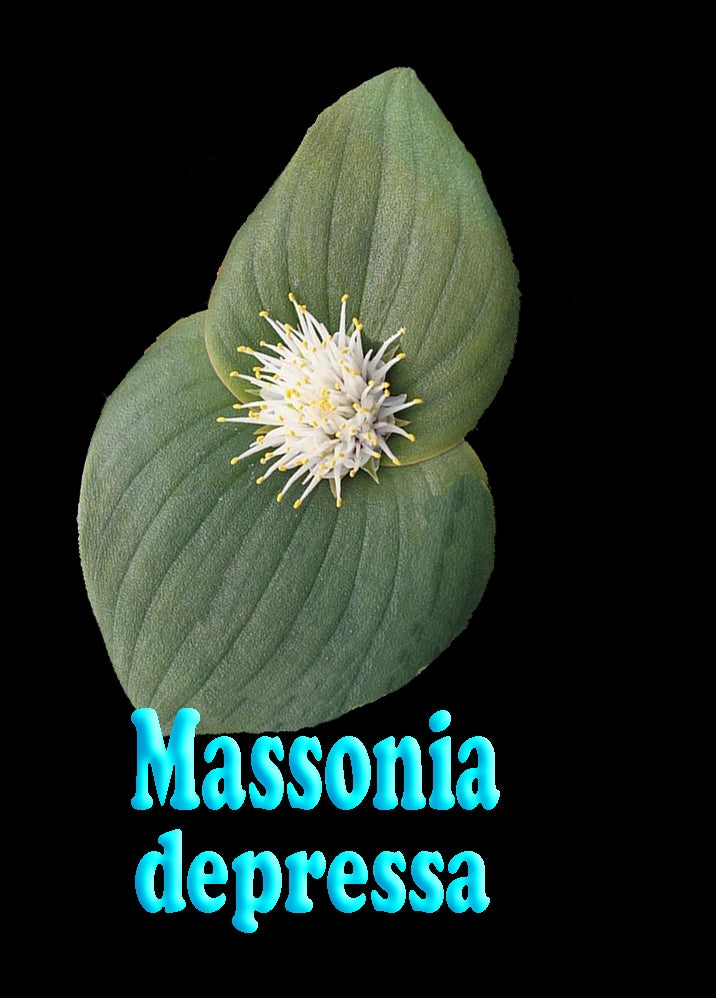 Massonia depressa