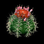 Melocactus matanzanus 'The Dwarf Turk's' 66mm Pot