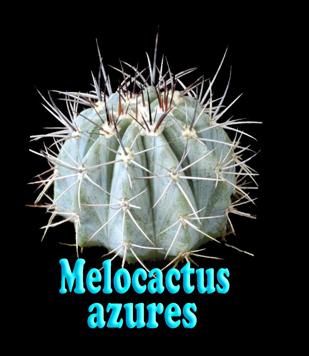 Melocactus azures 'The Blue Turk's Cap' 66mm Pot