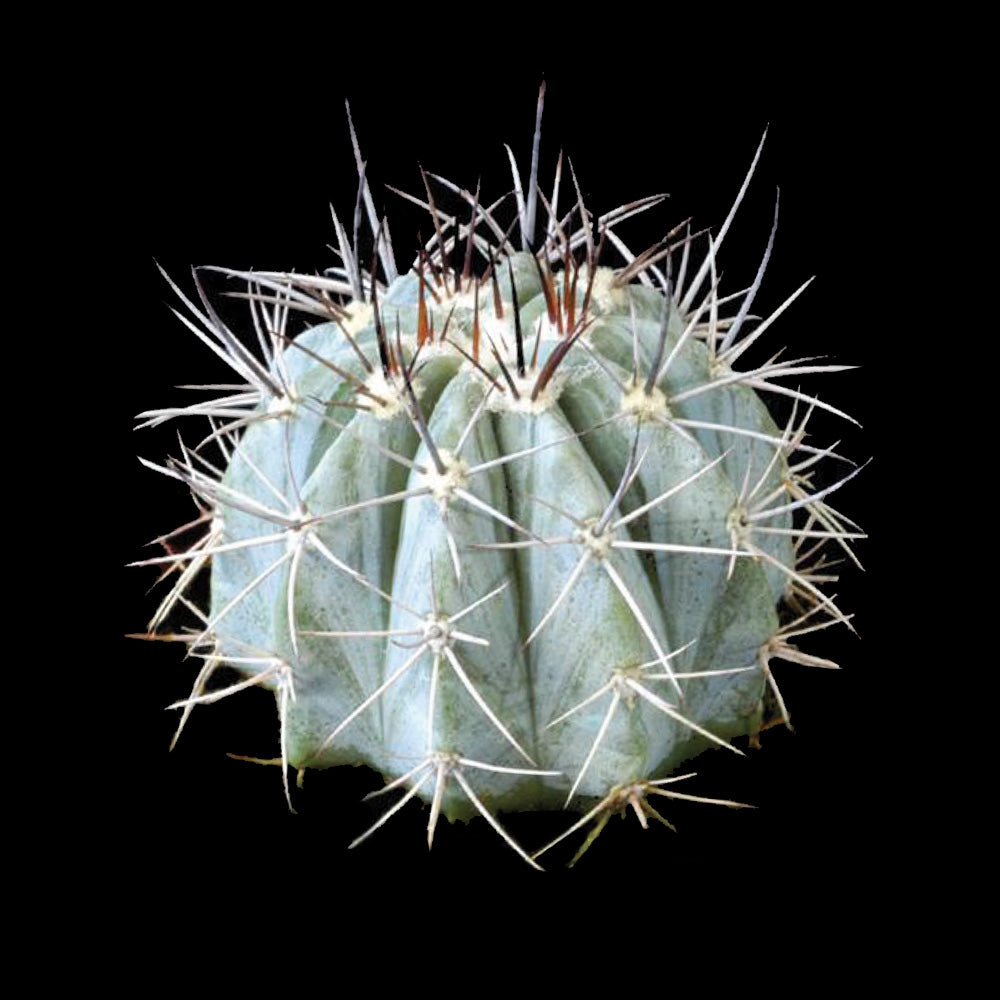 Melocactus azures 'The Blue Turk's Cap' 66mm Pot