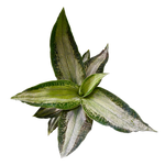 Microchilus argenteus (syn. Aspidogyne argentea) (WA Prohibited)