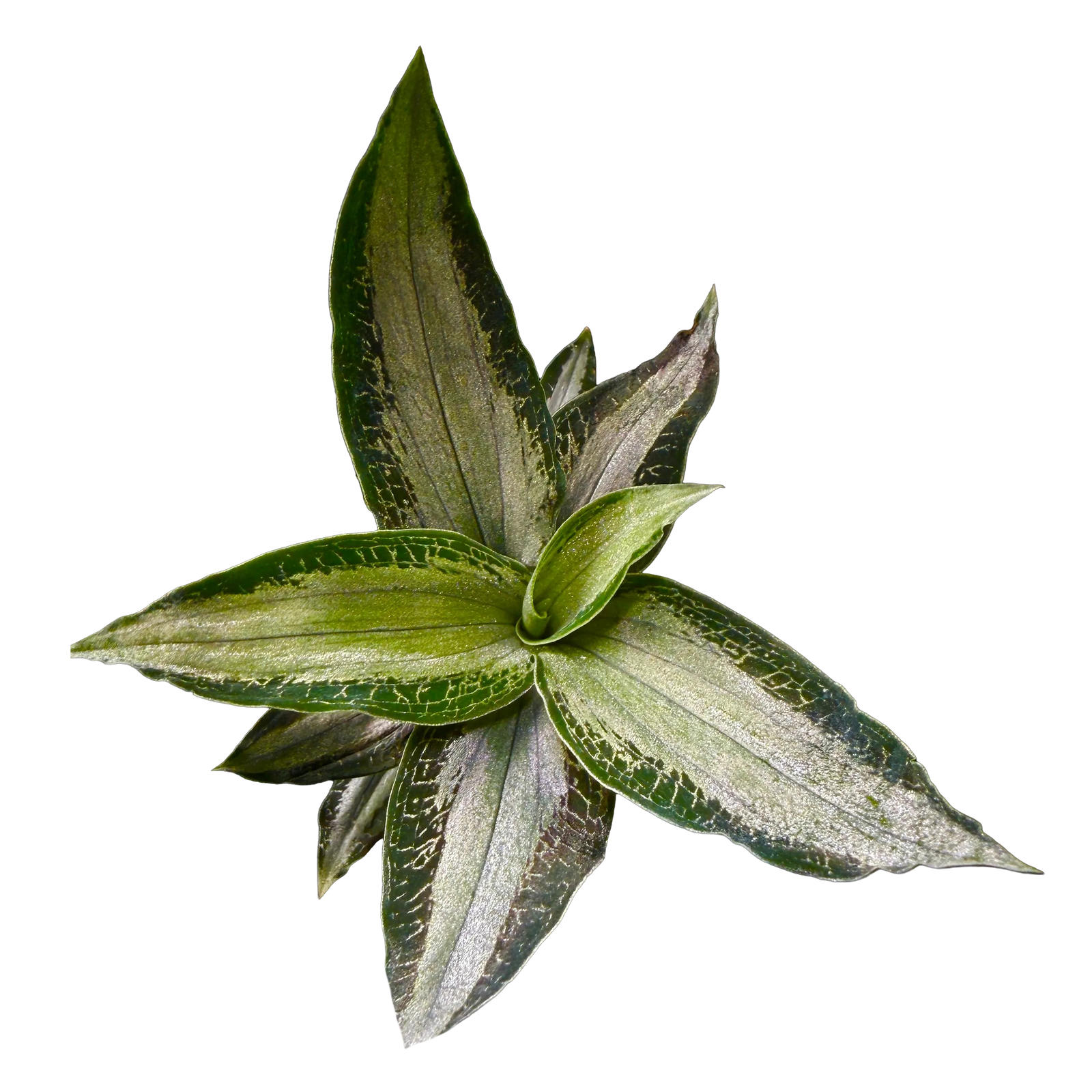 Microchilus argenteus (syn. Aspidogyne argentea) (WA Prohibited)