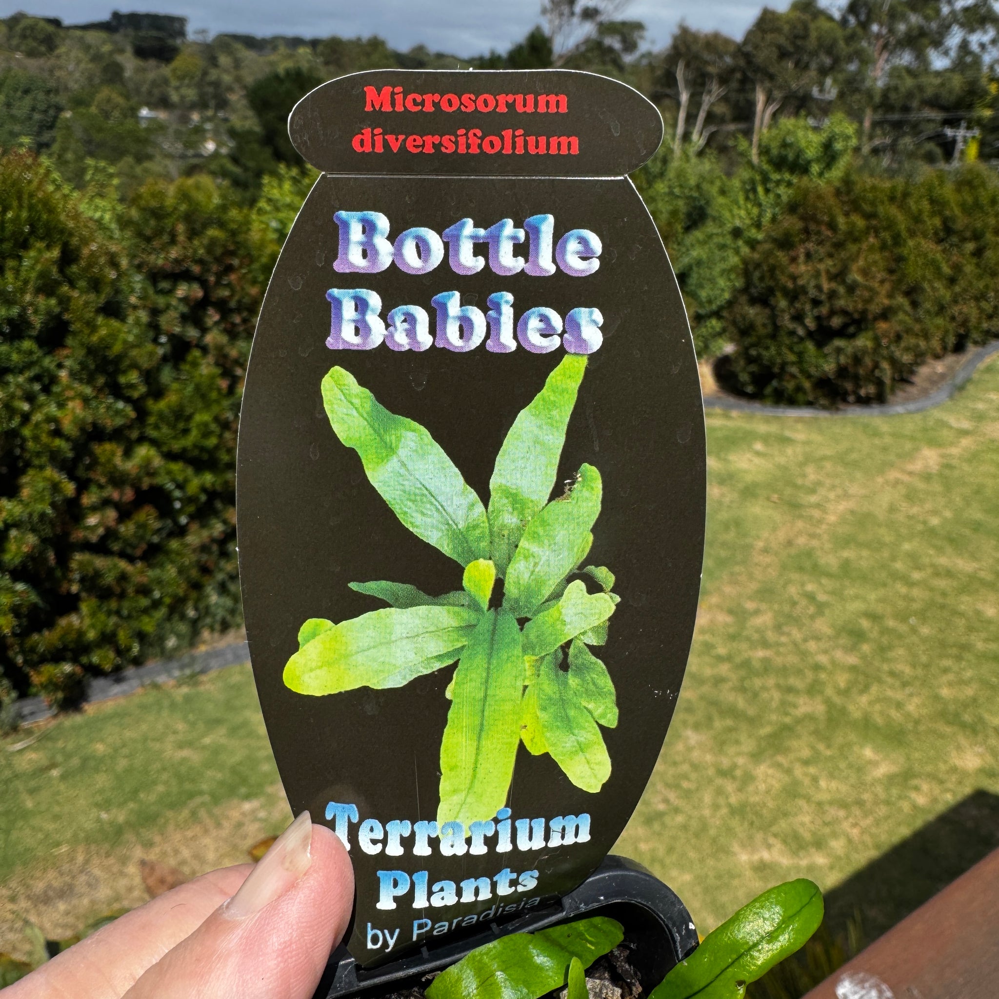 Microsorum-diversifolium-The-Kangaroo-Paw-Fern-Tag-Front