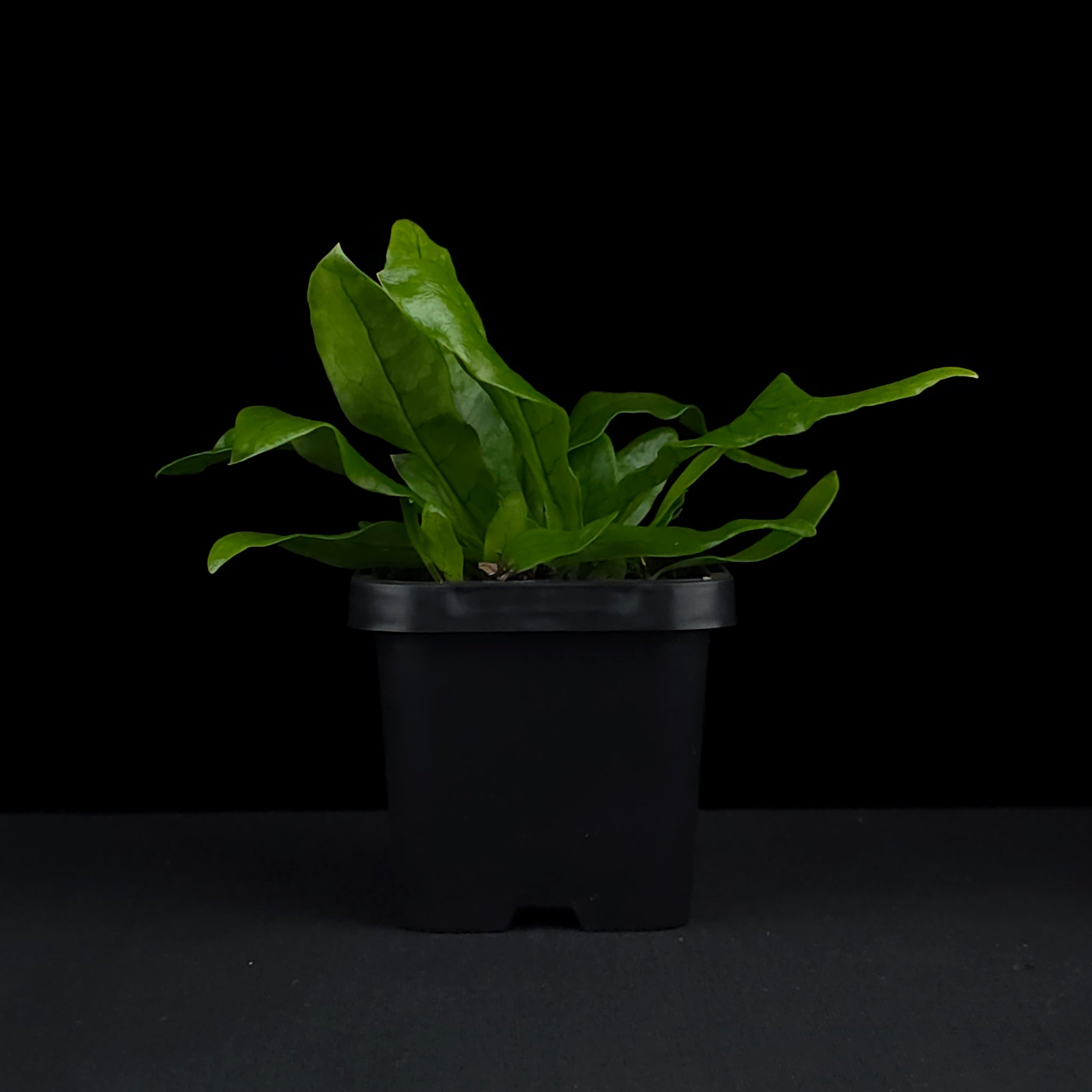Microsorum musifolium 'Crocodyllus' - The Crocodile Fern