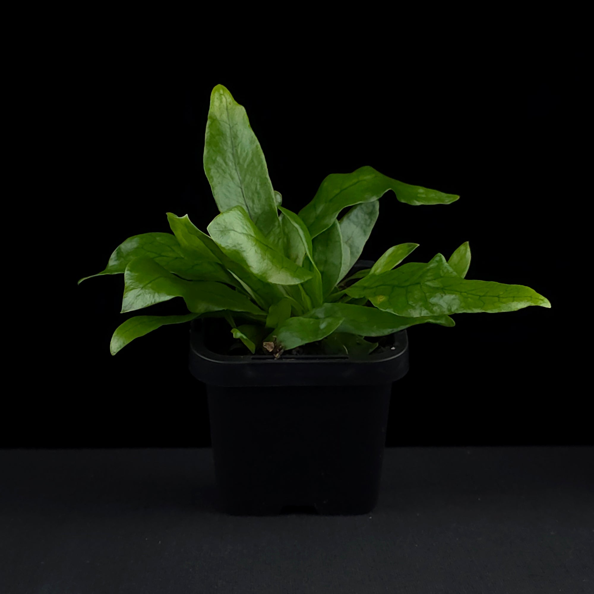 Microsorum musifolium 'Crocodyllus' - The Crocodile Fern