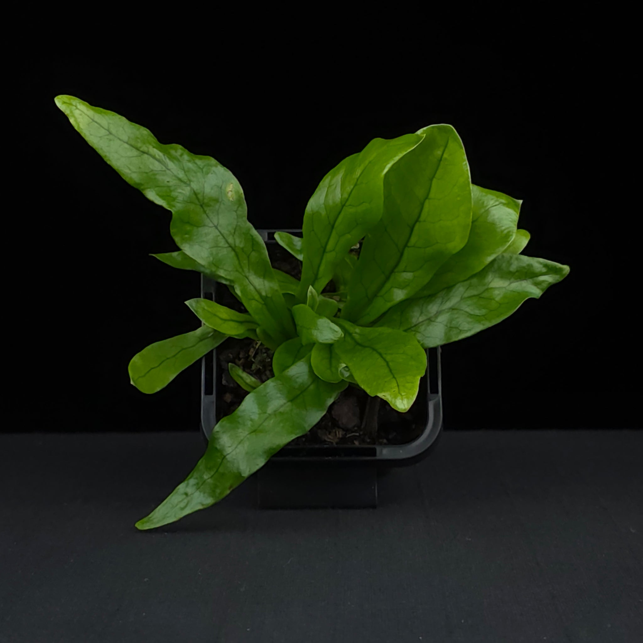 Microsorum musifolium 'Crocodyllus' - The Crocodile Fern