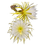 Selenicereus macdonaldiae 'Queen of the Night' (WA prohibited)