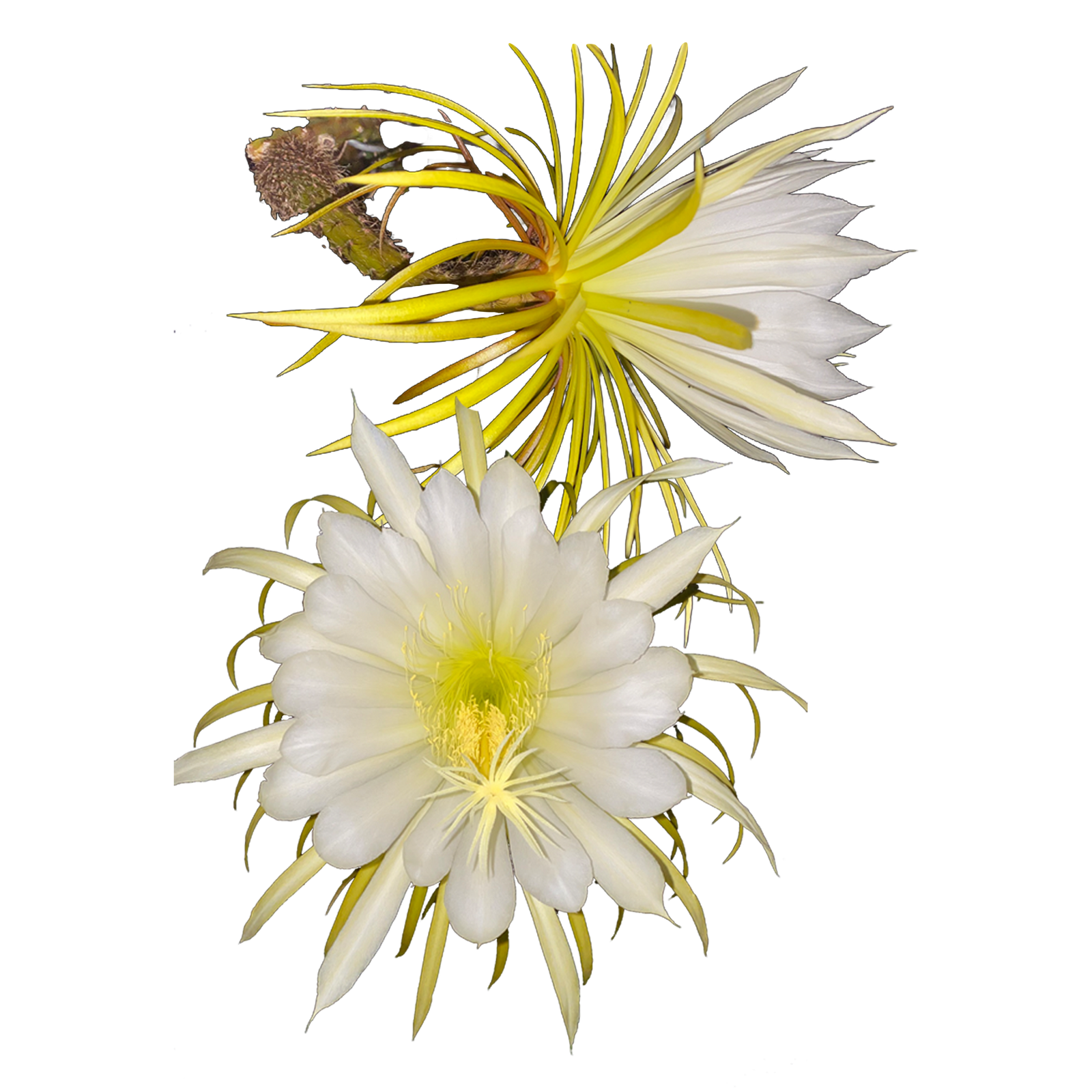 Selenicereus macdonaldiae 'Queen of the Night' (WA prohibited)