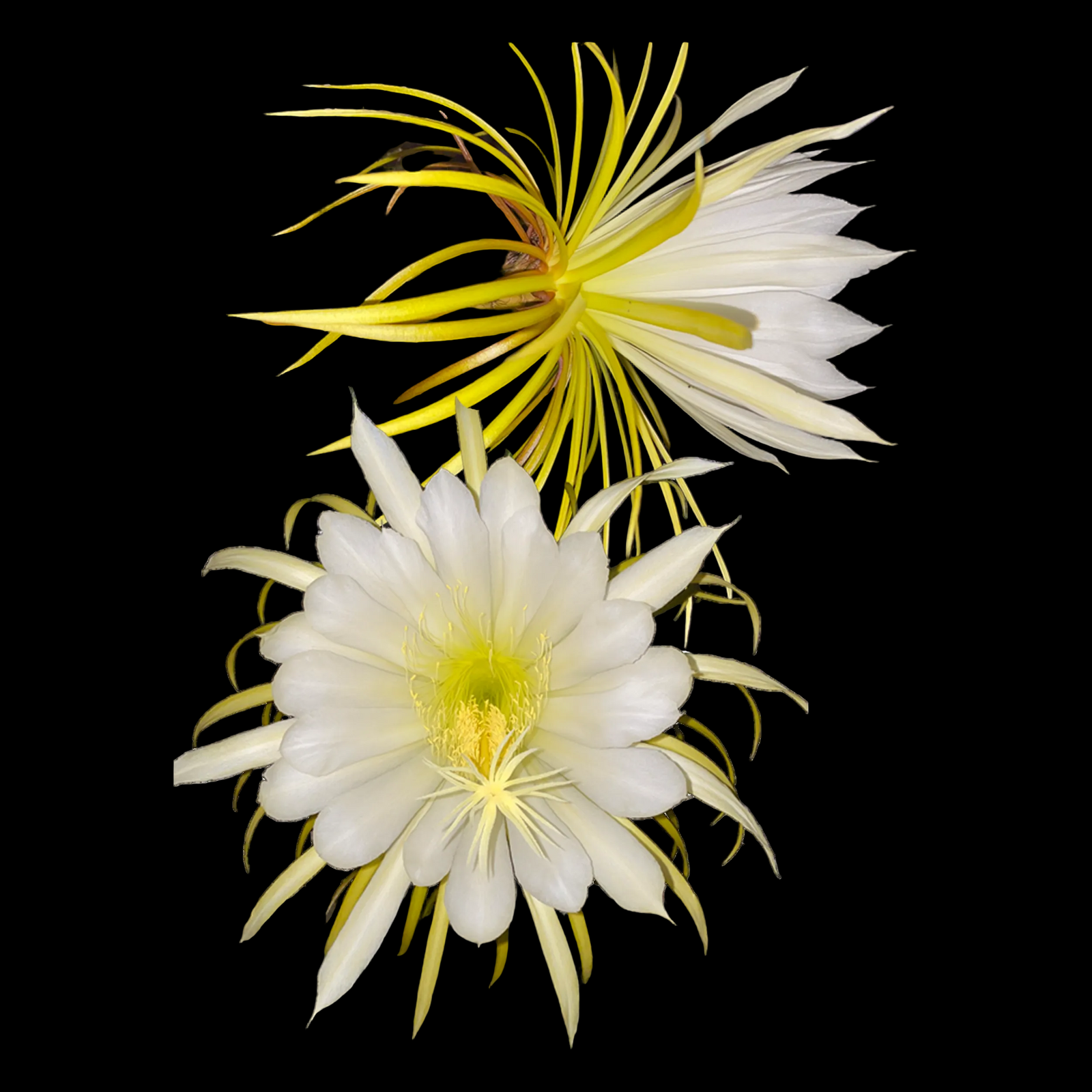 Selenicereus macdonaldiae 'Queen of the Night' (WA prohibited)