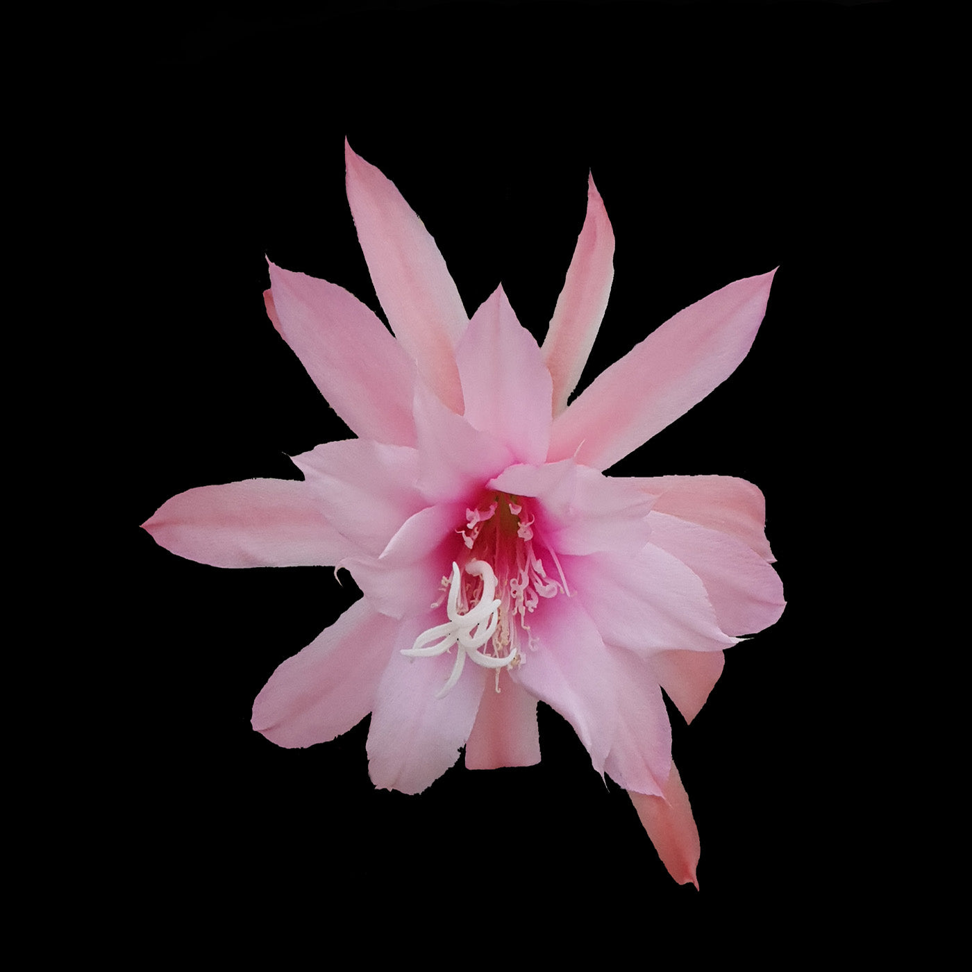 Aporophyllum 'Paradisian Pink'