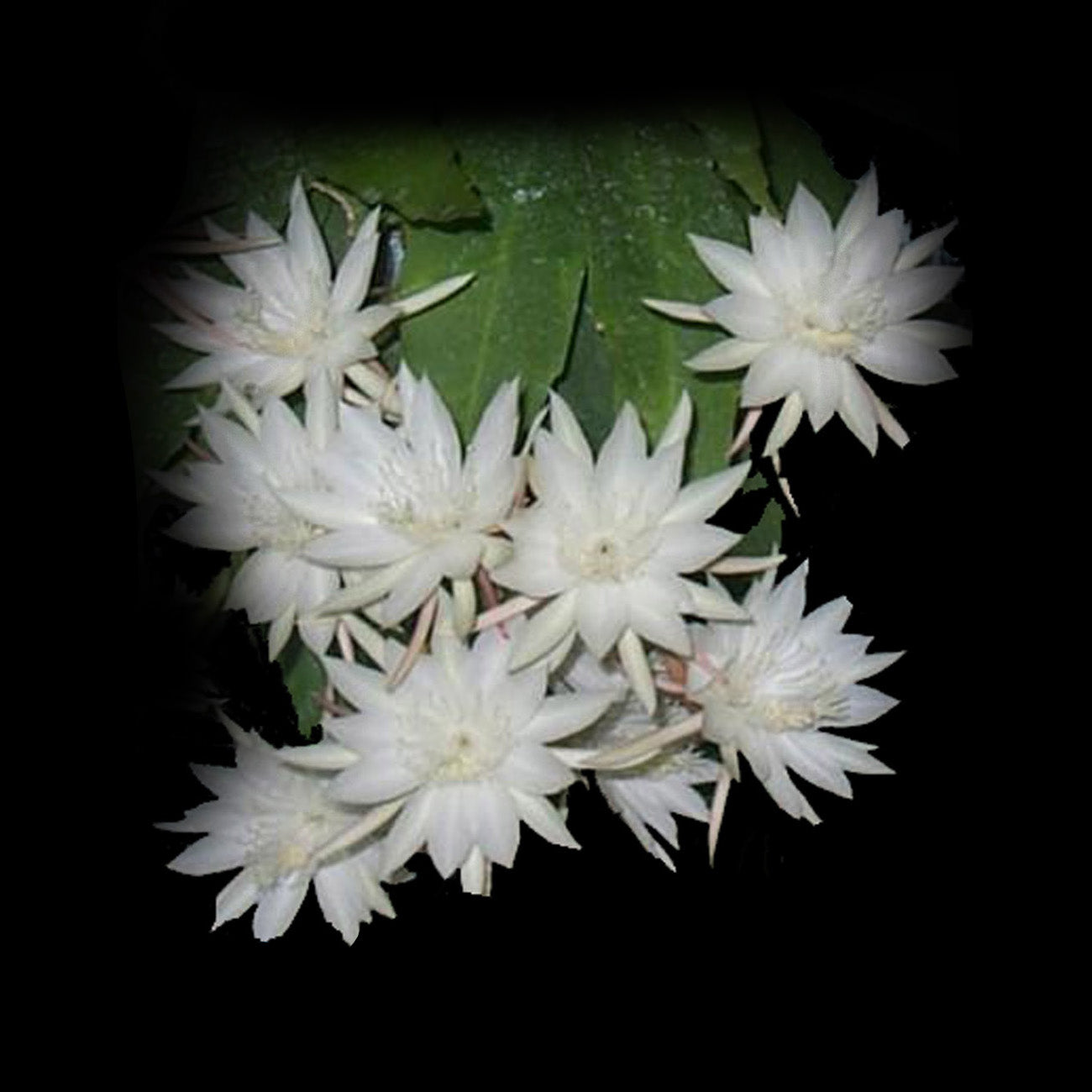 Epiphyllum pumilum - Orchid Cactus - A Charming and Compact Epiphyte