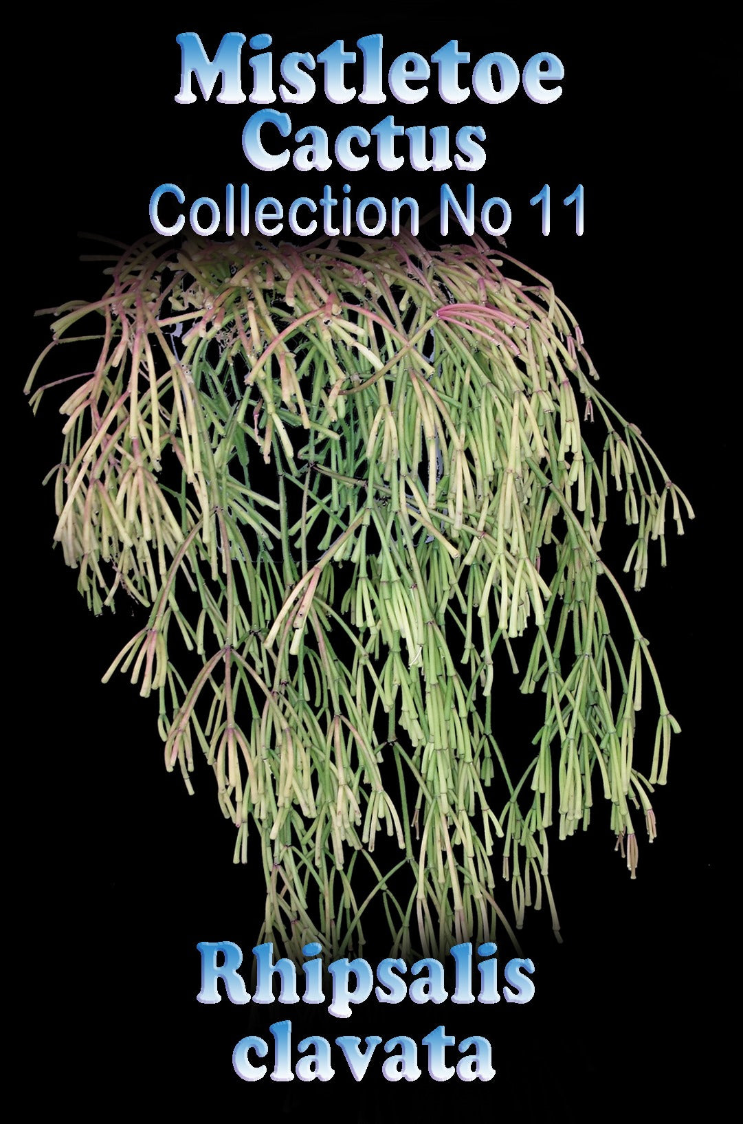 Rhipsalis clavata #11