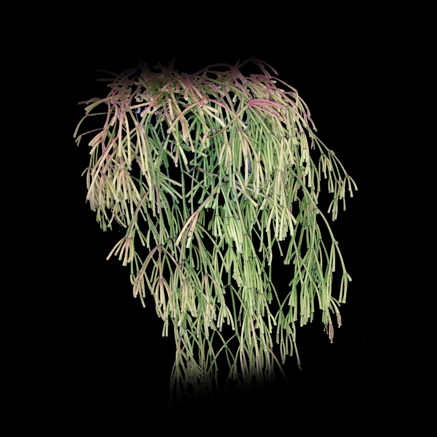 Rhipsalis clavata #11