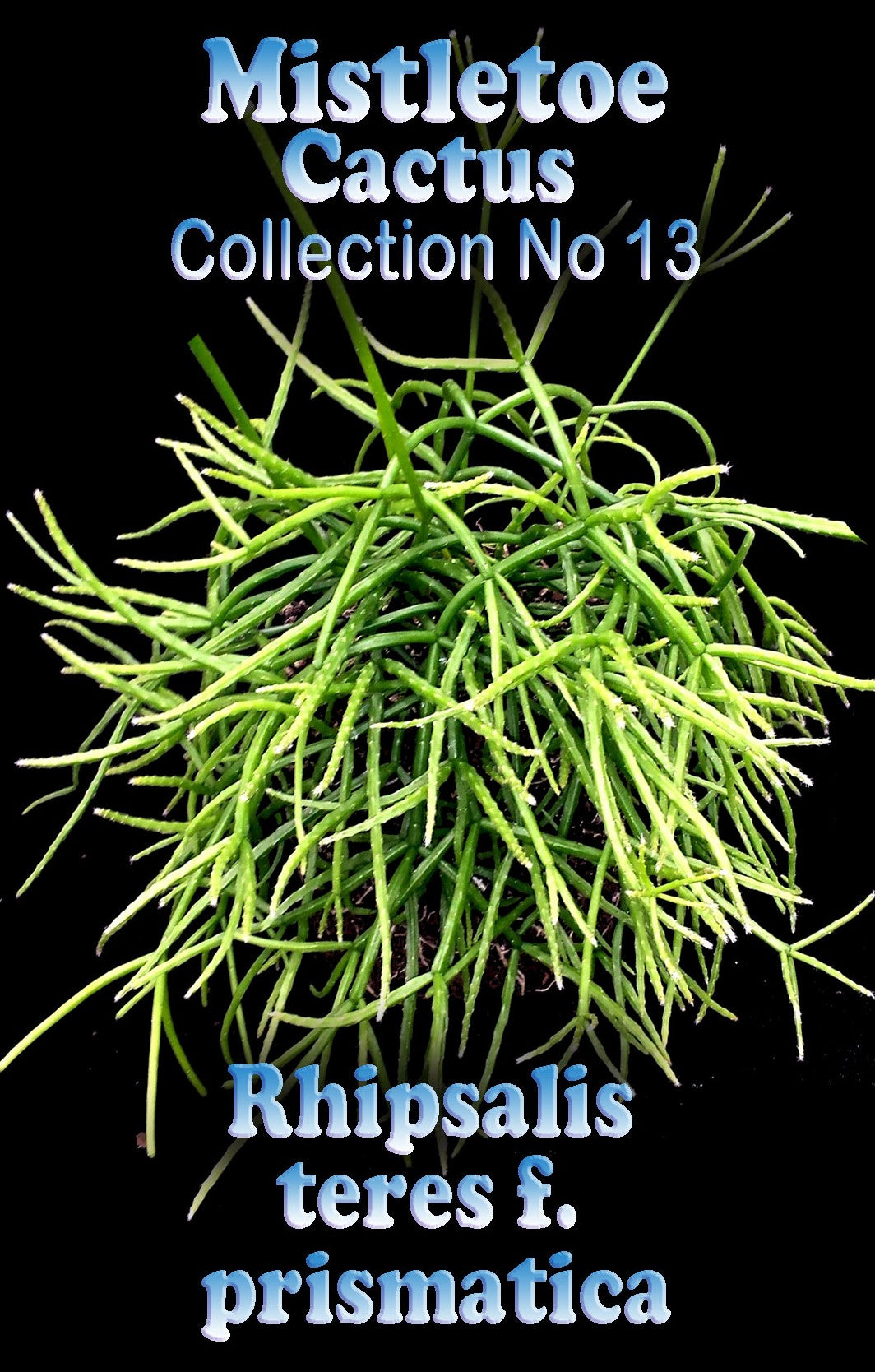 Rhipsalis prismatica #13