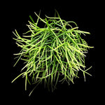 Rhipsalis prismatica #13