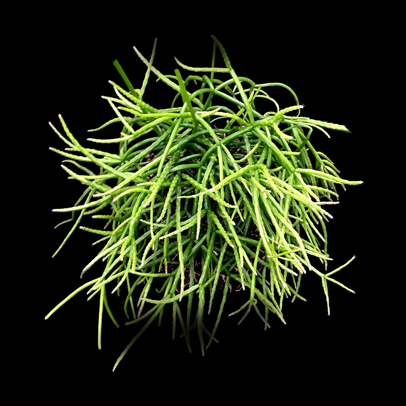 Rhipsalis teres f. prismatica - Mistletoe Cactus - A Geometrically Intriguing Epiphyte