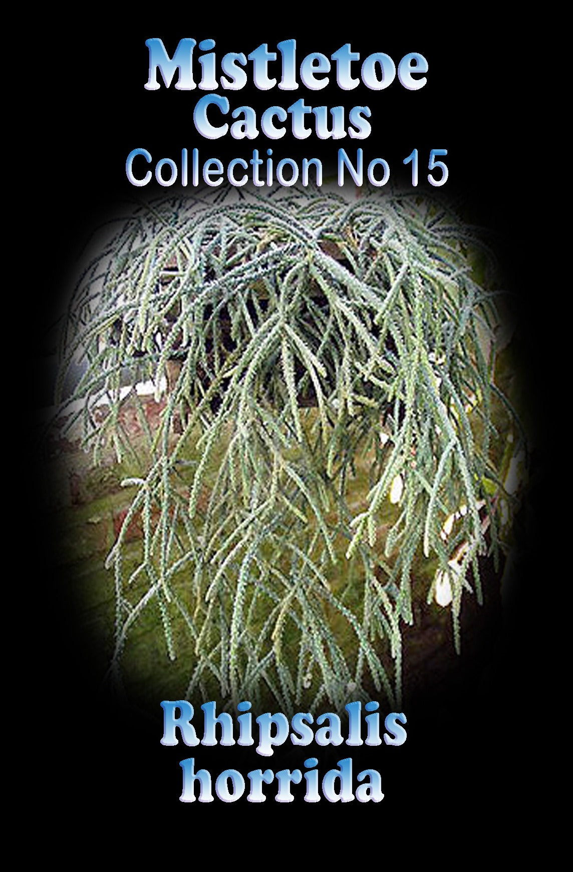 Rhipsalis horrida #15