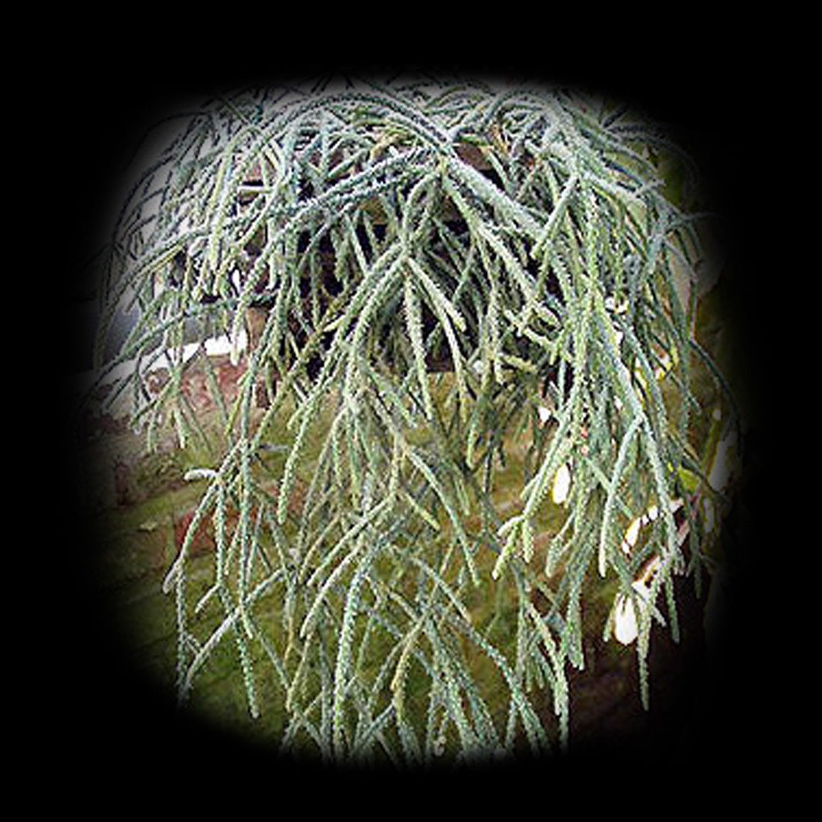 Rhipsalis horrida #15