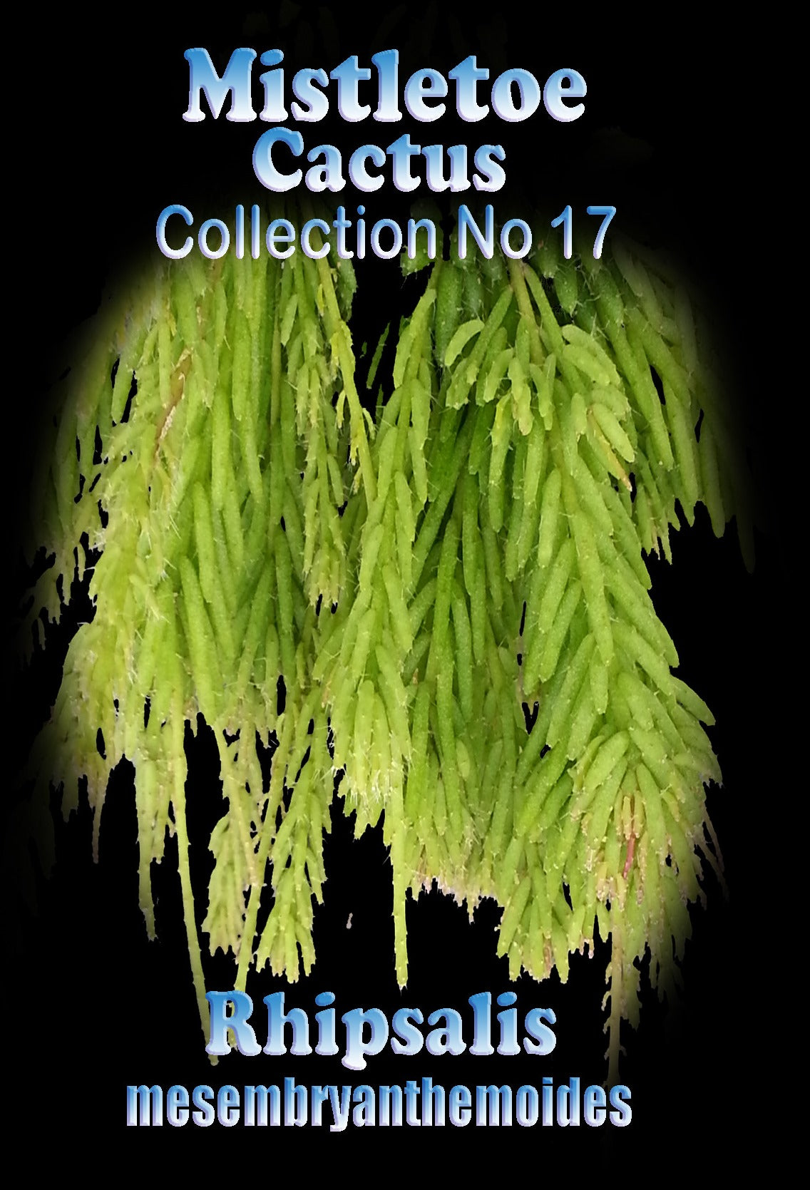 Rhipsalis mesembryanthemoides #17