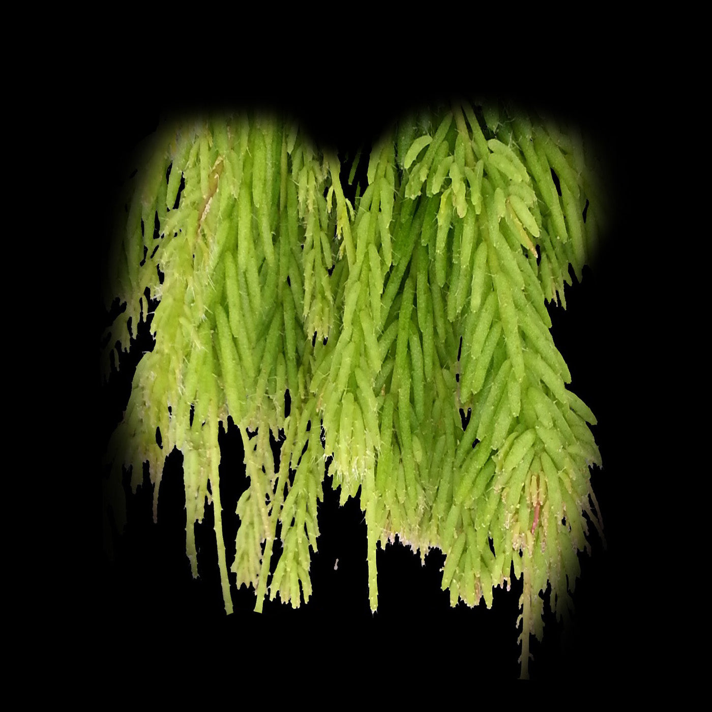 Rhipsalis mesembryanthemoides #17