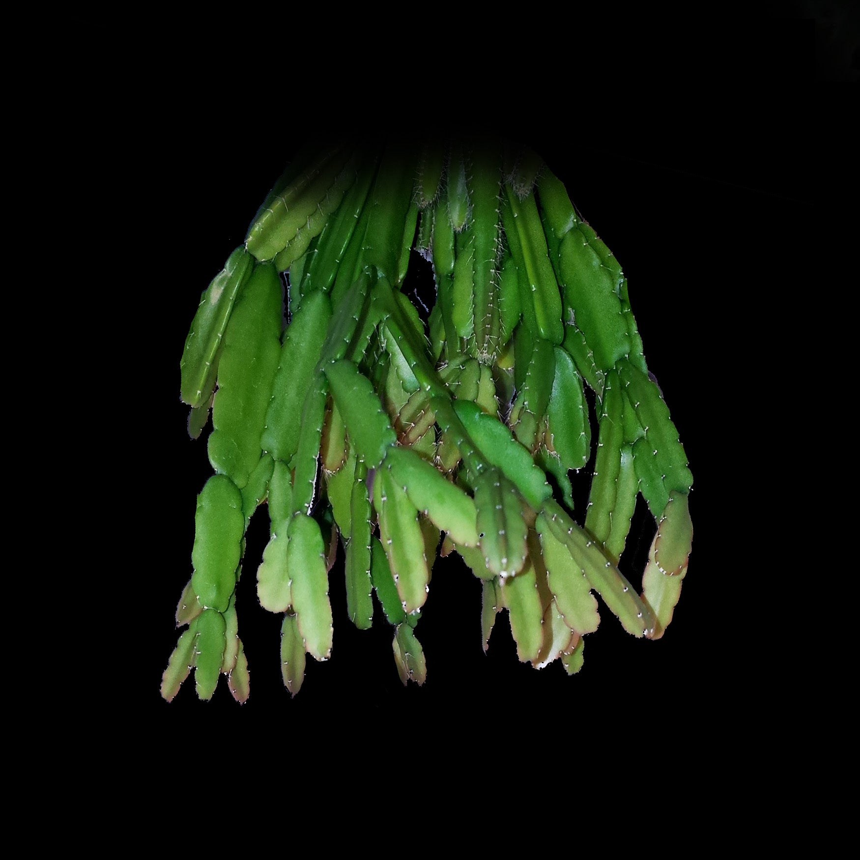 Rhipsalis mictrantha #18