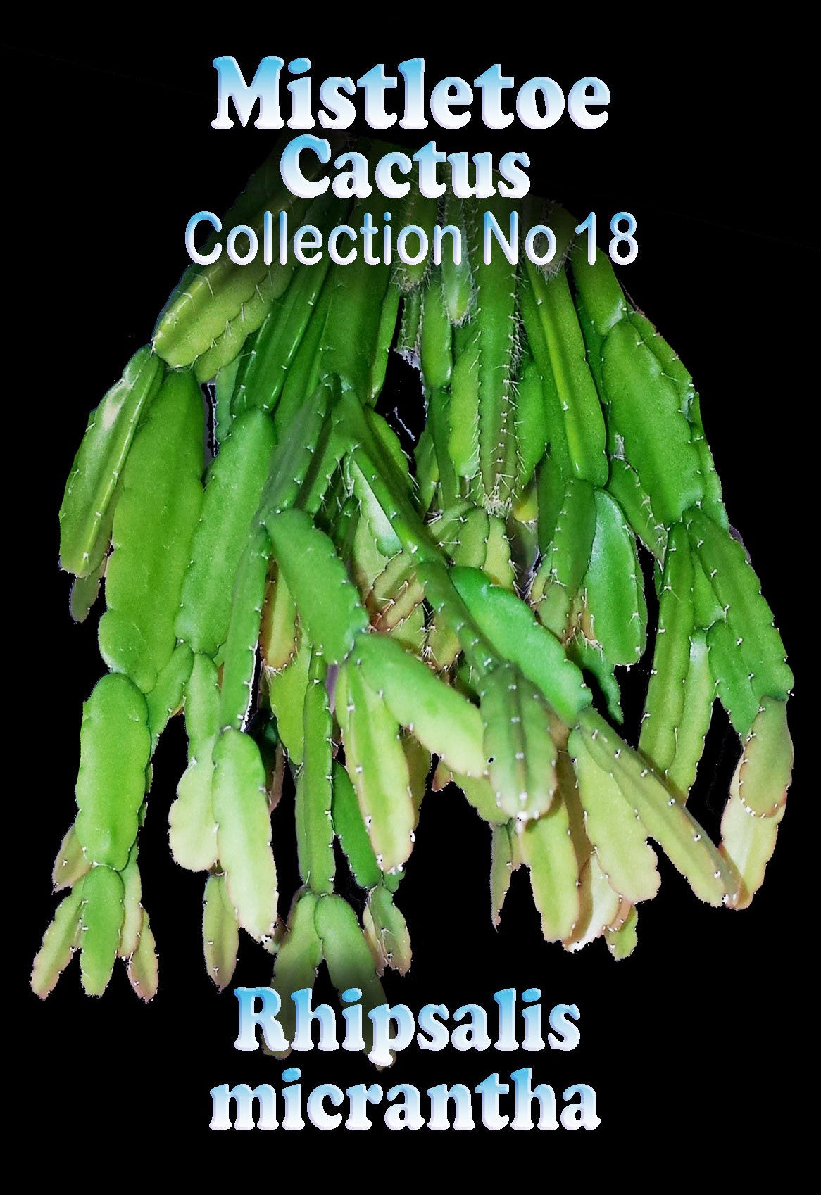 Rhipsalis mictrantha #18