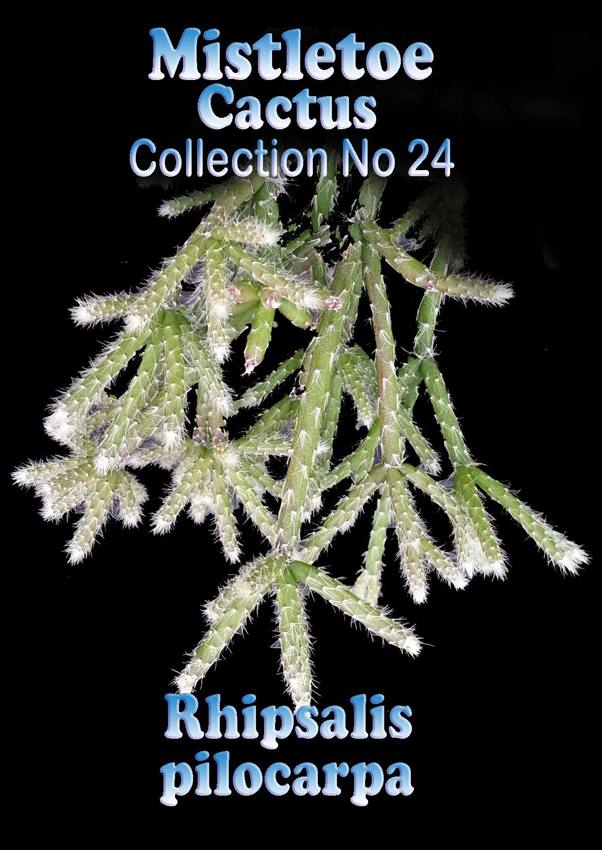 Rhipsalis philocarpa #24