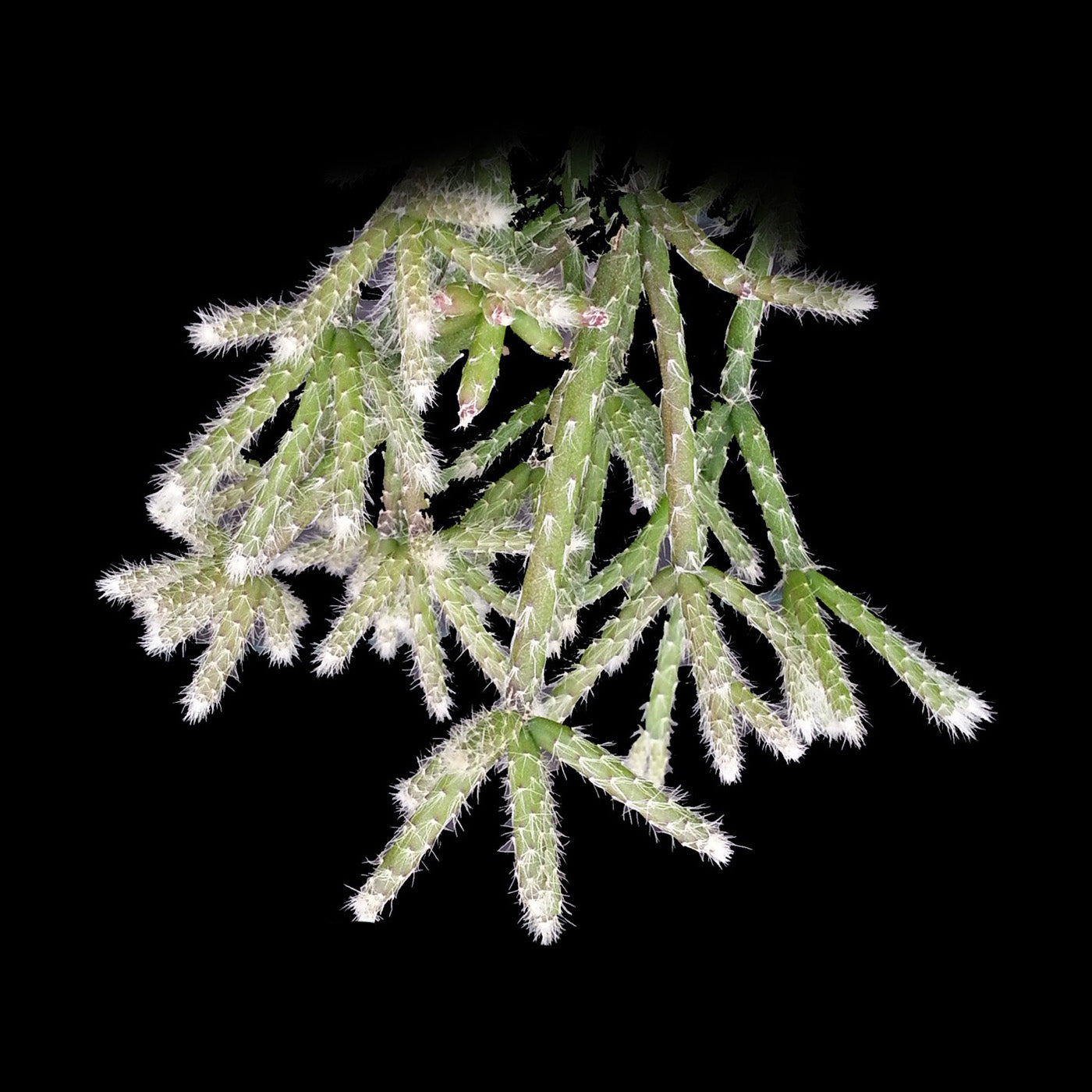 Rhipsalis philocarpa #24