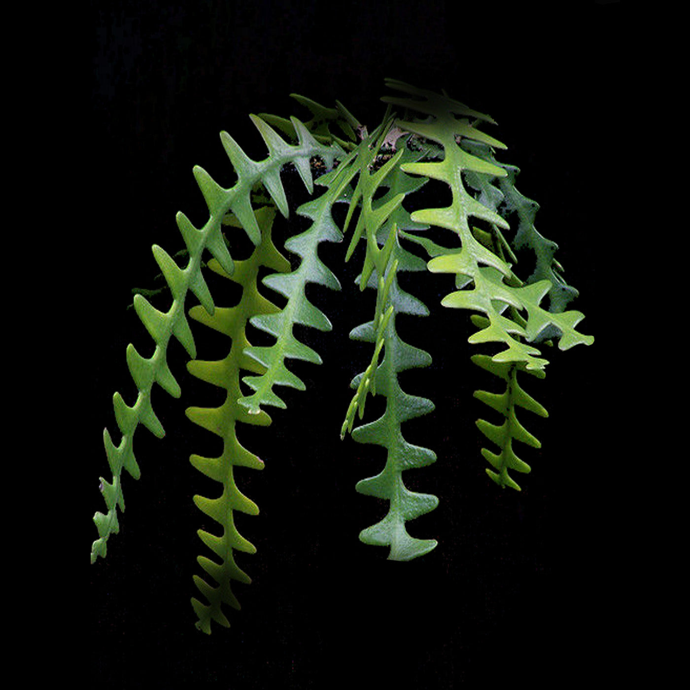 Rhipsalis elliptica (syn. Rhipsalis anguligar) - Mistletoe Cactus - Easy-to-Grow Epiphyte with Unique Angular Stems