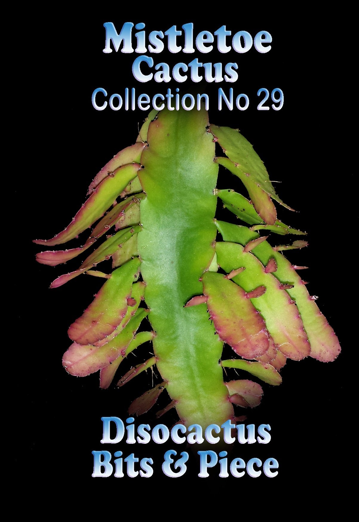 Rhipsalis disocactus #29 Bits and Pieces