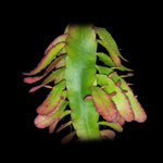 Rhipsalis disocactus #29 Bits and Pieces