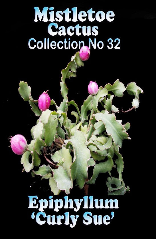 curly sue succulent Epiphyllum guatemalense var. monstrose 'Curly Sue'