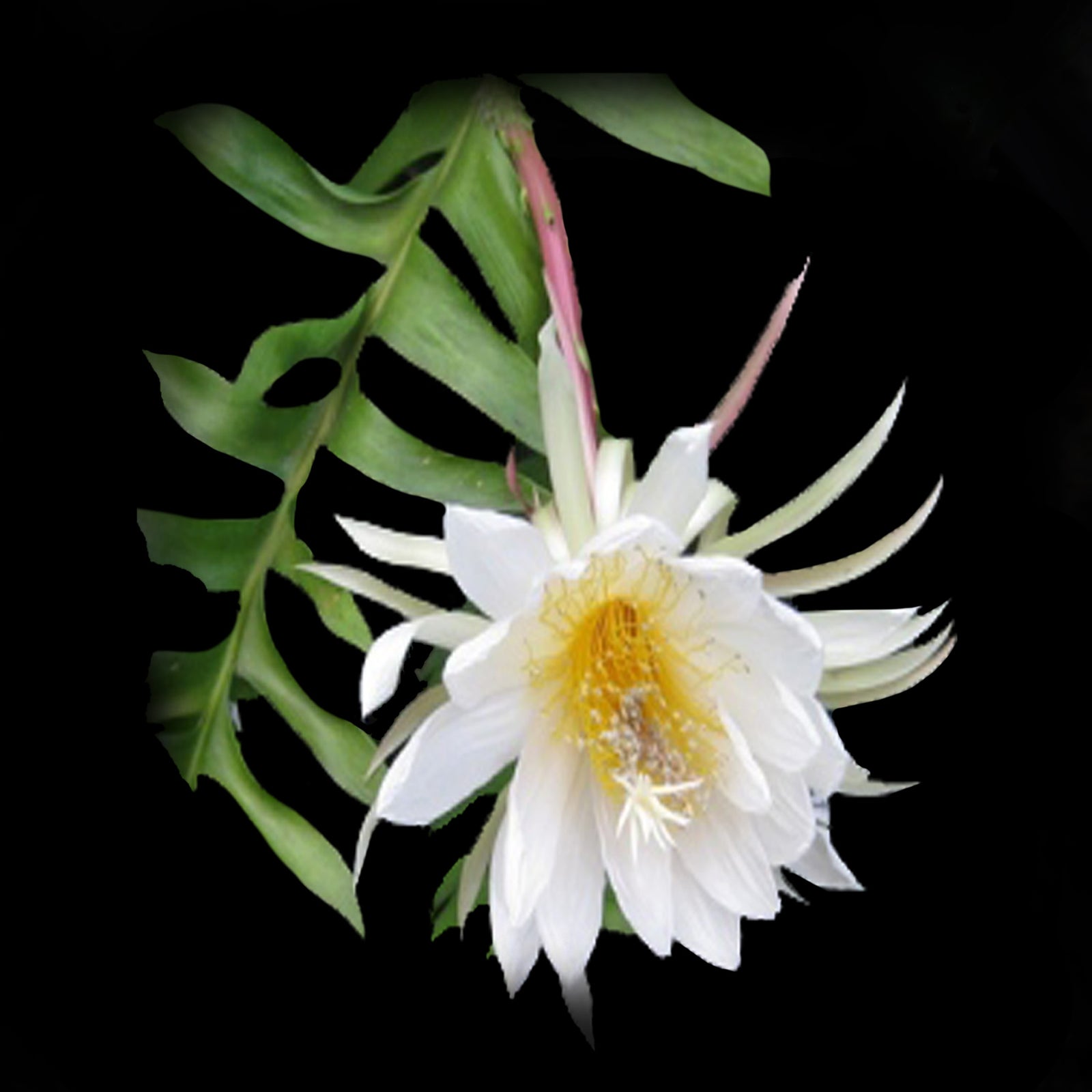 Epiphyllum chrysocardium (syn. Selenicereus)