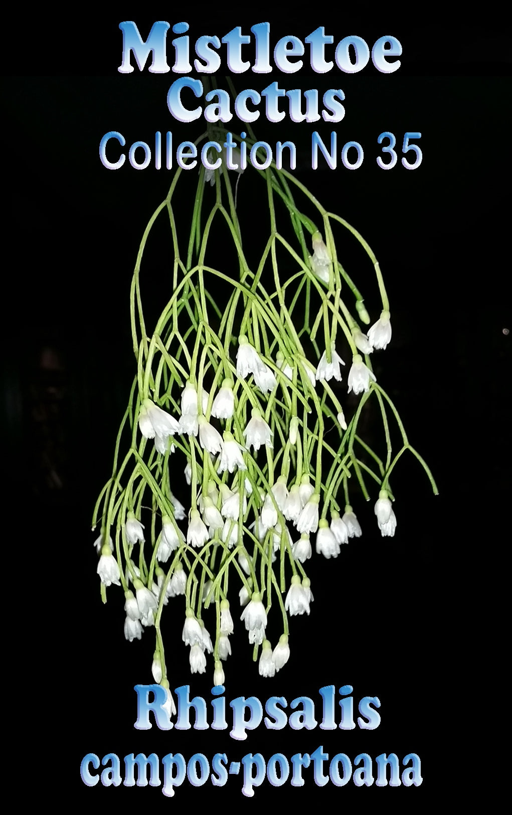 Rhipsalis campos #35