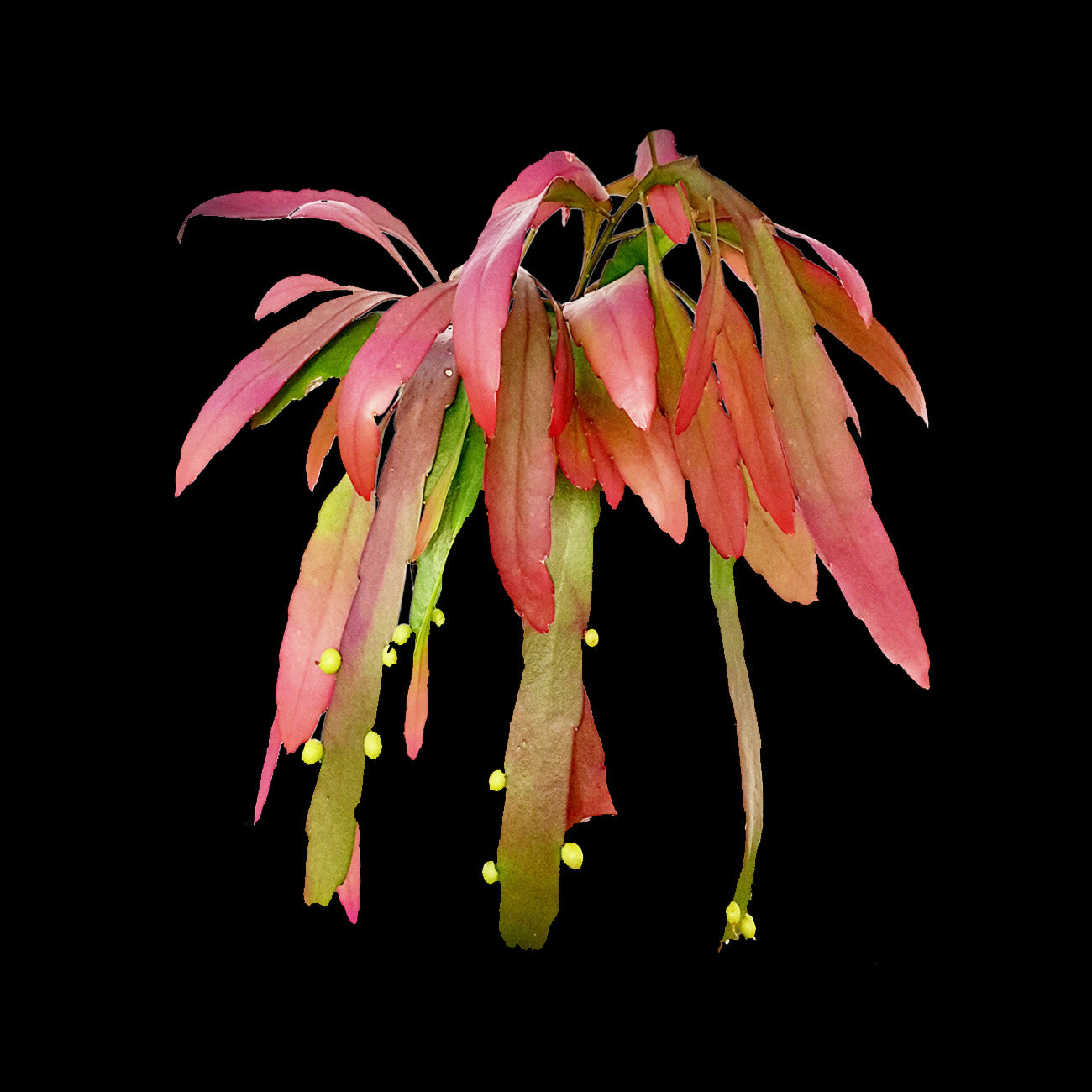 Pseudorhipsalis ramulosa (syn. Rhipsalis ramulosa) - Red Mistletoe Cactus - A Colourful Epiphytic Succulent