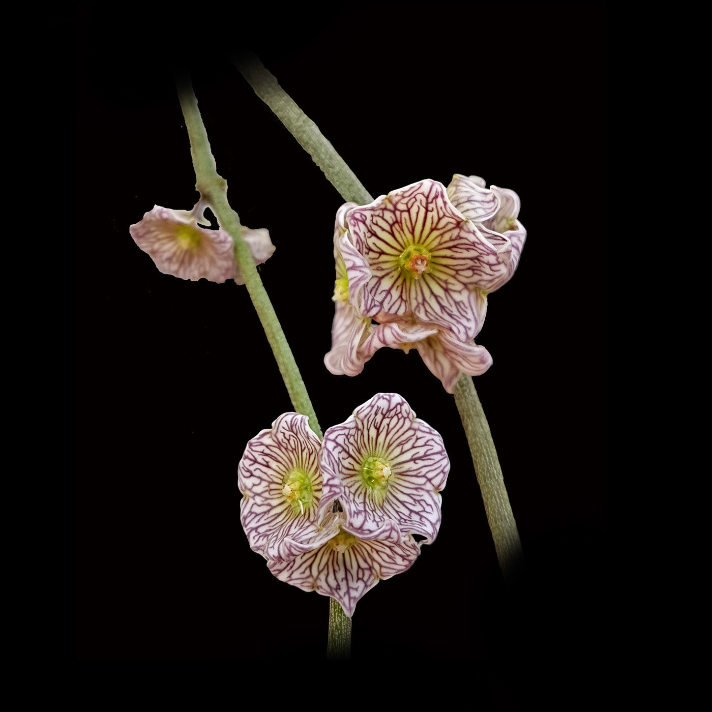 Cynanchum insigne – A Rare and Elegant Climbing Vine