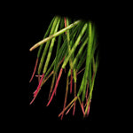 Rhipsalis cereuscula 'Red Coral' – The Vivid Cascading Coral Cactus